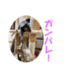 コモンマーモセット らむね君 2（個別スタンプ：23）