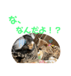 コモンマーモセット らむね君 2（個別スタンプ：28）