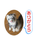 コモンマーモセット らむね君 2（個別スタンプ：35）