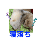 コモンマーモセット らむね君 2（個別スタンプ：36）