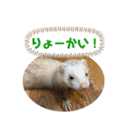 コモンマーモセット らむね君 2（個別スタンプ：37）