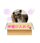 コモンマーモセット らむね君 2（個別スタンプ：38）