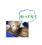 コモンマーモセット らむね君 2（個別スタンプ：39）