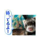 コモンマーモセット らむね君 2（個別スタンプ：40）