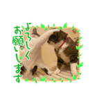 心愛＆笑華（個別スタンプ：4）