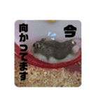 まめむぎスタンプ（個別スタンプ：22）