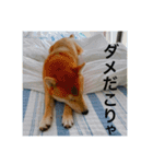 赤柴日記4（個別スタンプ：4）