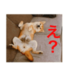 赤柴日記4（個別スタンプ：5）