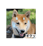 赤柴日記4（個別スタンプ：6）