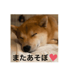 赤柴日記4（個別スタンプ：11）