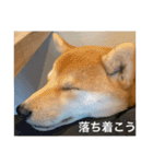赤柴日記4（個別スタンプ：13）