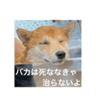 赤柴日記4（個別スタンプ：14）