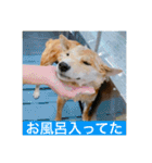 赤柴日記4（個別スタンプ：15）