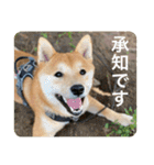 赤柴日記4（個別スタンプ：16）