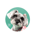 Mシュナ 元保護犬DankeとMina（個別スタンプ：1）