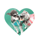 Mシュナ 元保護犬DankeとMina（個別スタンプ：8）
