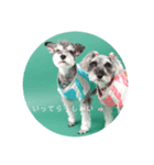 Mシュナ 元保護犬DankeとMina（個別スタンプ：12）
