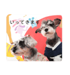 Mシュナ 元保護犬DankeとMina（個別スタンプ：13）