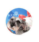 Mシュナ 元保護犬DankeとMina（個別スタンプ：15）