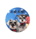 Mシュナ 元保護犬DankeとMina（個別スタンプ：16）