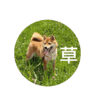 豆柴の毎日使えるスタンプ（個別スタンプ：4）