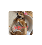 豆柴の毎日使えるスタンプ（個別スタンプ：10）