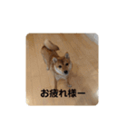 豆柴の毎日使えるスタンプ（個別スタンプ：12）