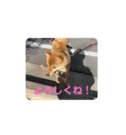 豆柴の毎日使えるスタンプ（個別スタンプ：13）