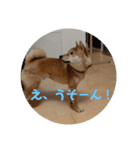 豆柴の毎日使えるスタンプ（個別スタンプ：15）