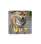 豆柴の毎日使えるスタンプ（個別スタンプ：18）