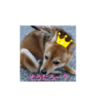 豆柴の毎日使えるスタンプ（個別スタンプ：19）