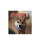 豆柴の毎日使えるスタンプ（個別スタンプ：24）