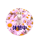 うさぎの日常 Little rabbit days（個別スタンプ：7）
