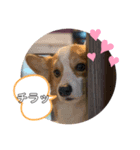 コーギー犬すずちゃん2（個別スタンプ：2）