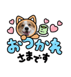 コーギー犬すずちゃん2（個別スタンプ：3）
