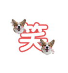 コーギー犬すずちゃん2（個別スタンプ：5）