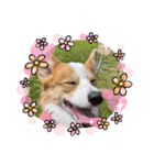 コーギー犬すずちゃん2（個別スタンプ：7）