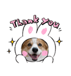コーギー犬すずちゃん2（個別スタンプ：8）