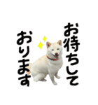 可愛いドッグスタンプ豆柴/メルちゃん（個別スタンプ：2）