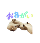 可愛いドッグスタンプ豆柴/メルちゃん（個別スタンプ：3）