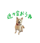 可愛いドッグスタンプ豆柴/メルちゃん（個別スタンプ：5）