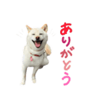 可愛いドッグスタンプ豆柴/メルちゃん（個別スタンプ：7）