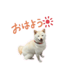 可愛いドッグスタンプ豆柴/メルちゃん（個別スタンプ：9）