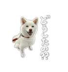 可愛いドッグスタンプ豆柴/メルちゃん（個別スタンプ：13）