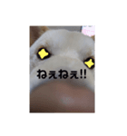 いんぬのスタンプ可愛すぎる（個別スタンプ：4）
