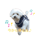 ちわぷースタンプ！（個別スタンプ：10）