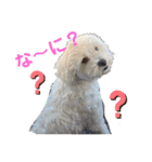 ちわぷースタンプ！（個別スタンプ：17）