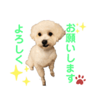 ちわぷースタンプ！（個別スタンプ：20）