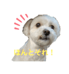 ちわぷースタンプ！（個別スタンプ：21）