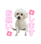 ちわぷースタンプ！（個別スタンプ：31）